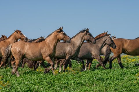 Cavalo Crioulo movimenta R$ 5,36 bilhões e emprega mais de 160 mil brasileiros