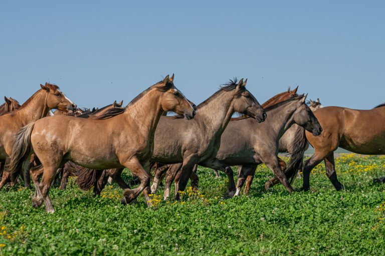 Cavalo Crioulo movimenta R$ 5,36 bilhões e emprega mais de 160 mil brasileiros