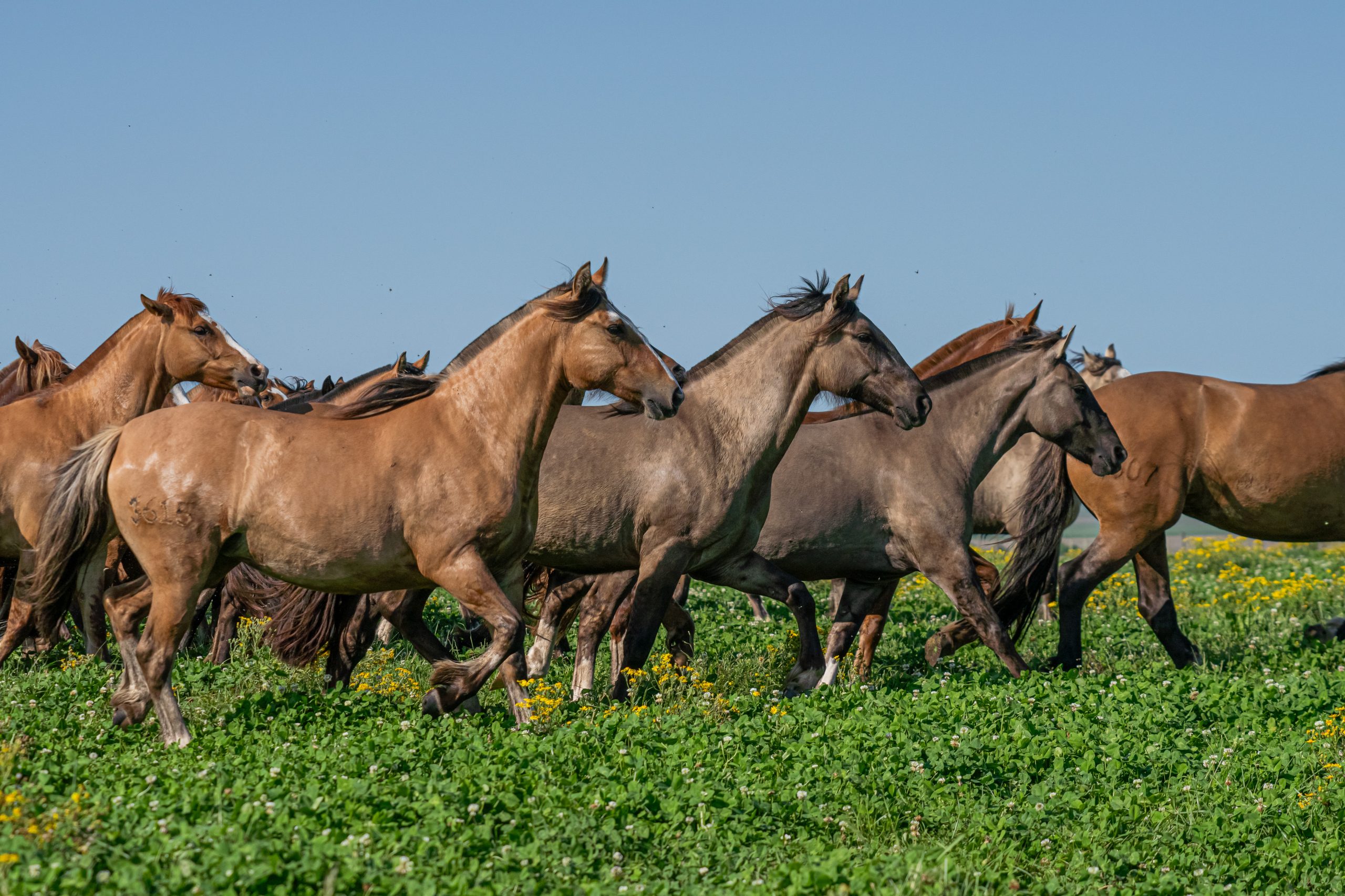 Cavalo Crioulo movimenta R$ 5,36 bilhões e emprega mais de 160 mil brasileiros