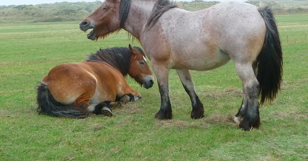 Curiosidades sobre os cavalos revelam habilidades surpreendentes da espécie