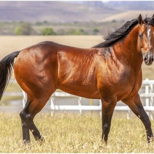 Don Rojo HJG morre aos 21 anos e deixa legado marcante na Vaquejada e no Quarto de Milha