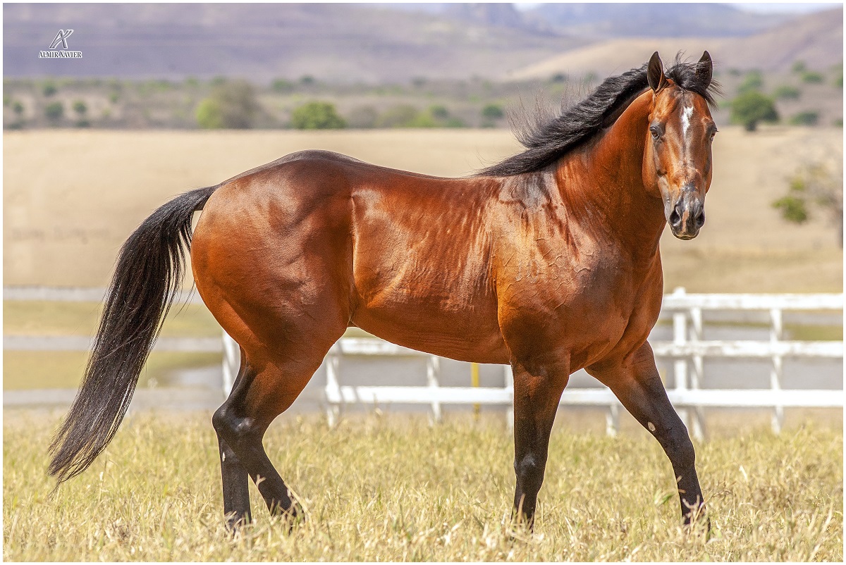 Don Rojo HJG morre aos 21 anos e deixa legado marcante na Vaquejada e no Quarto de Milha