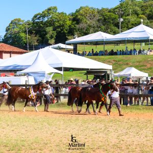 Exposição Morfológica “Cultura e Tradição” marca retomada dos eventos equestres em Curitiba