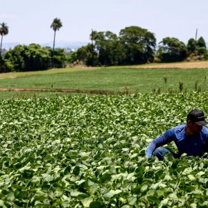 Maior seguro rural do país: em três anos, investimento para proteger o campo cresce 56,8% em SP