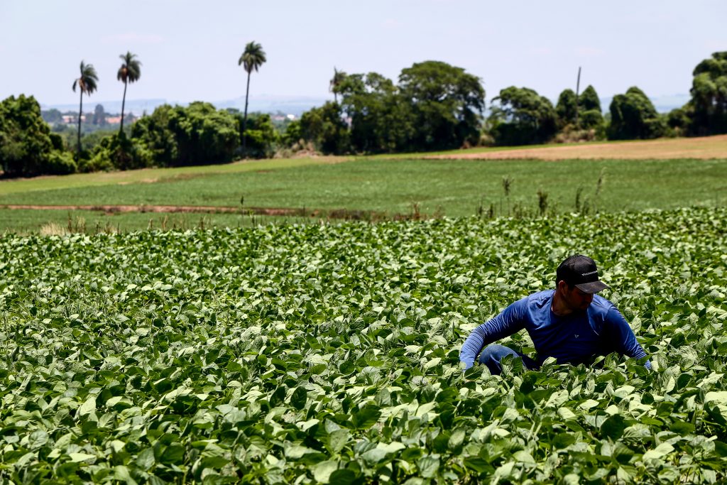 Maior seguro rural do país em três anos, investimento para proteger o campo cresce 56,8% em SP