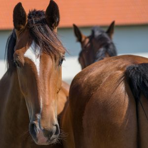Manejo de verminoses em equinos: por que protocolos por categoria animal são fundamentais?