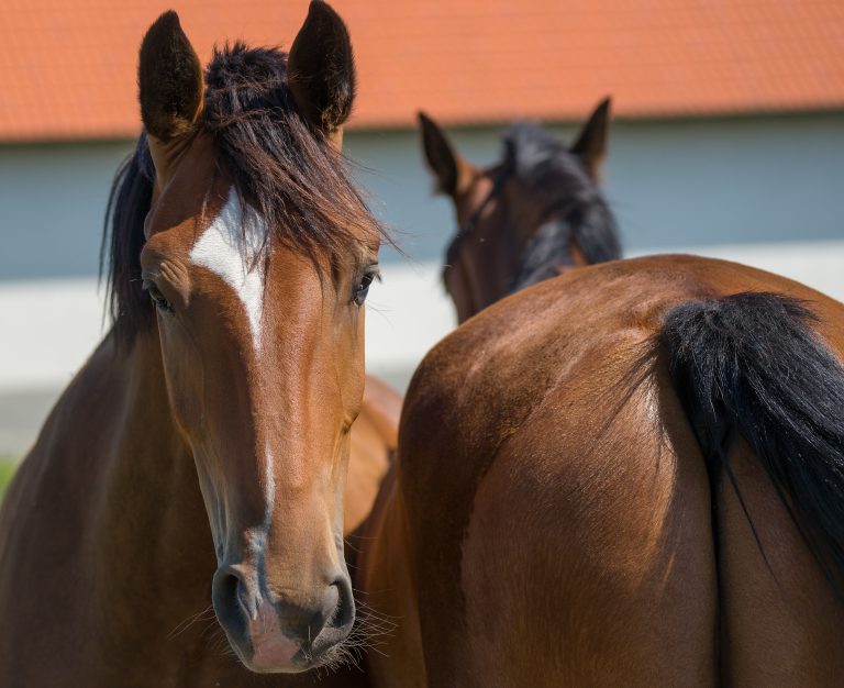Manejo de verminoses em equinos: por que protocolos por categoria animal são fundamentais?