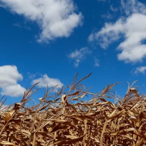 Para CNA, projeto aprovado no Senado moderniza e fortalece seguro rural