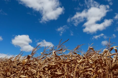 Para CNA, projeto aprovado no Senado moderniza e fortalece seguro rural