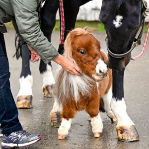 Pumuckel: o menor pônei do mundo entra para o Guinness e conquista fãs com sua doçura