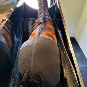 Rancho Almeida Santos inaugura Centro de Reabilitação Equina e amplia atuação em bem-estar e performance