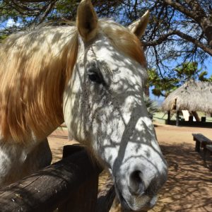 Saúde animal no verão exige atenção redobrada com os cavalos