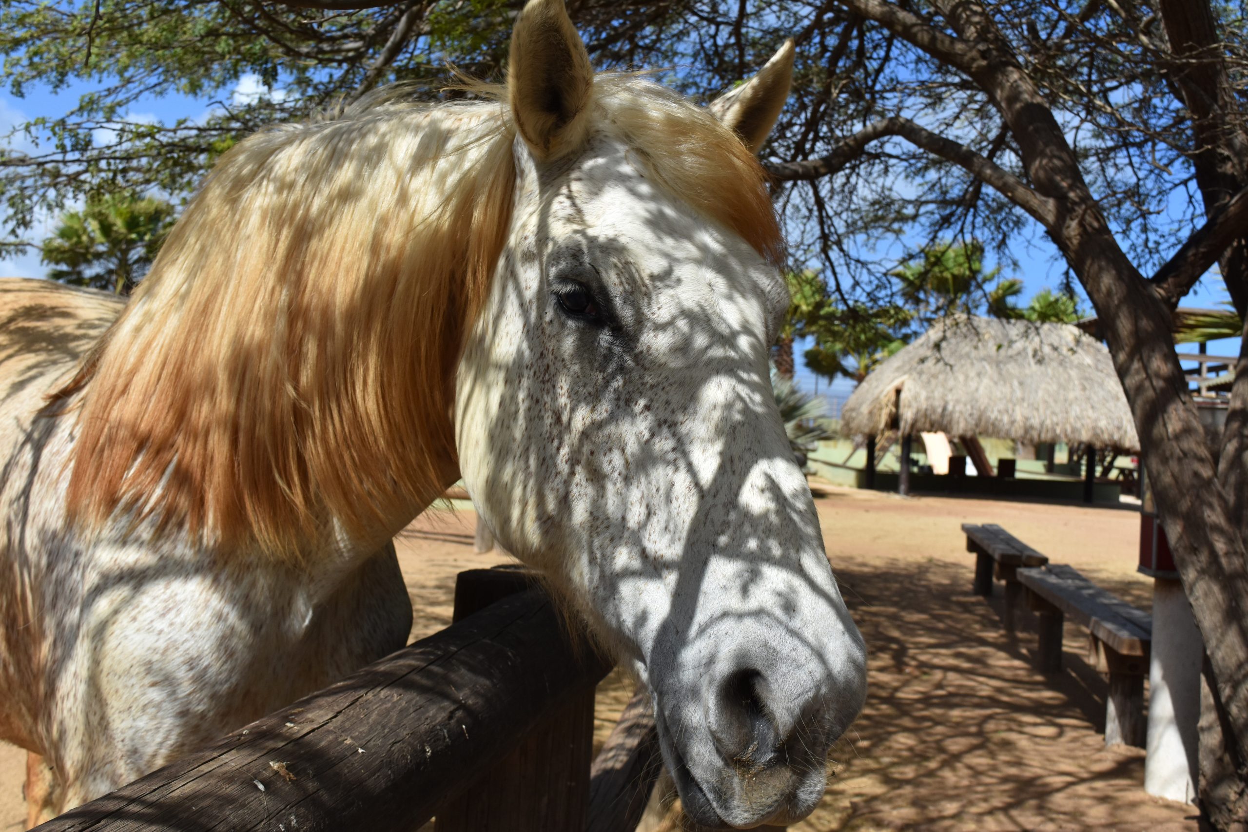 Saúde animal no verão exige atenção redobrada com os cavalos