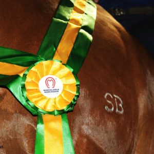 ABCCMM divulga agenda oficial de eventos da raça Mangalarga Marchador para 2026