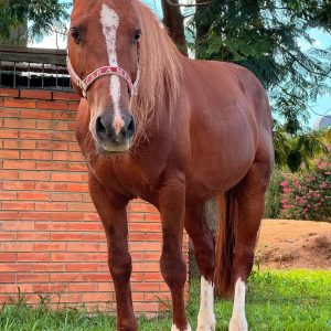 Cavalo Caramelo vira influenciador digital e ultrapassa 100 mil seguidores no Instagram