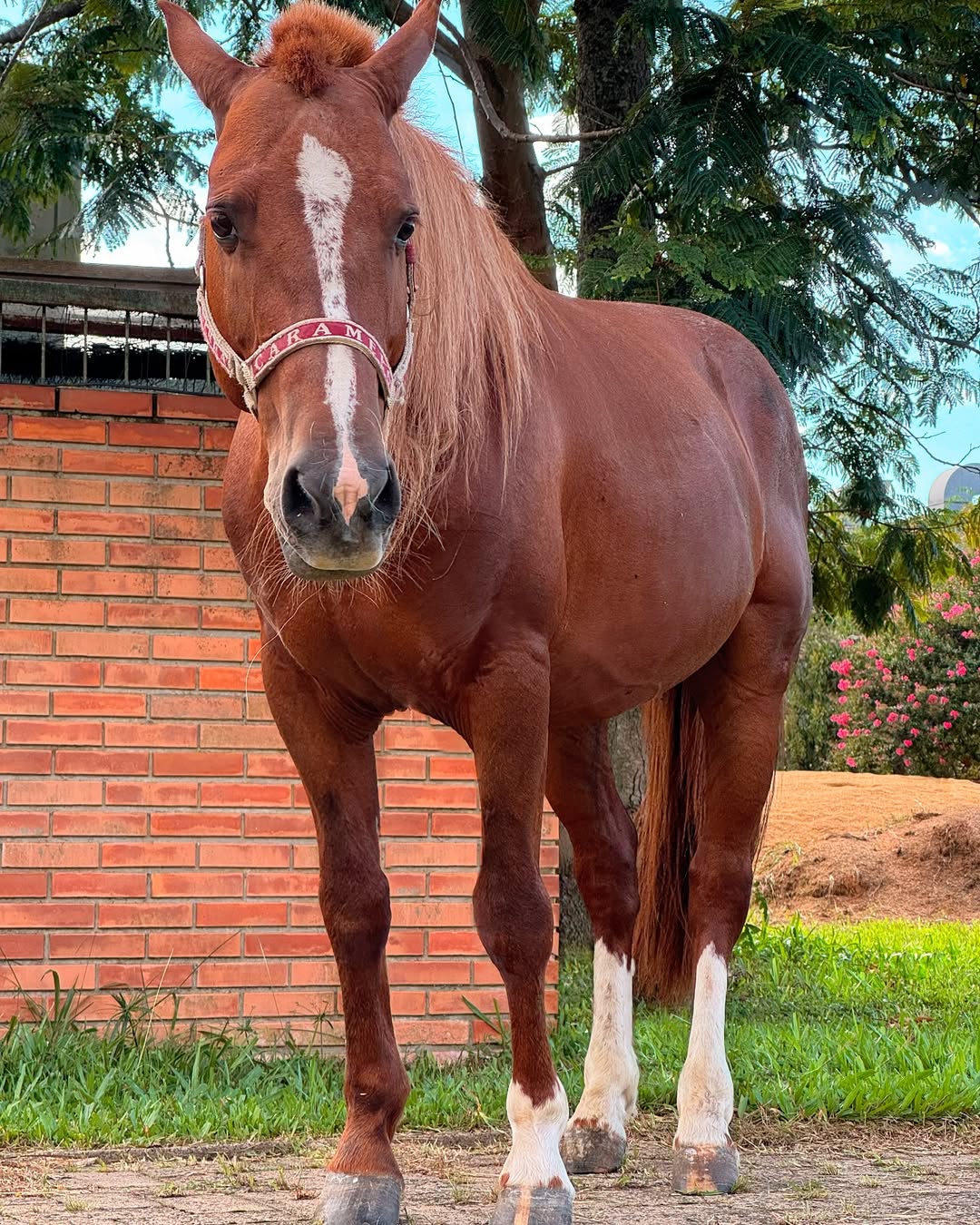 Cavalo Caramelo vira influenciador digital e ultrapassa 100 mil seguidores no Instagram