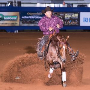 Clínica de Working Cow Horse reúne grandes nomes da modalidade em Avaré