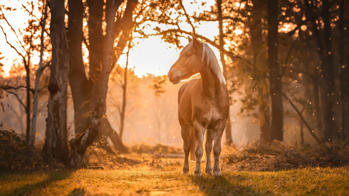 Dia da Gratidão: como você pode retribuir à comunidade equina