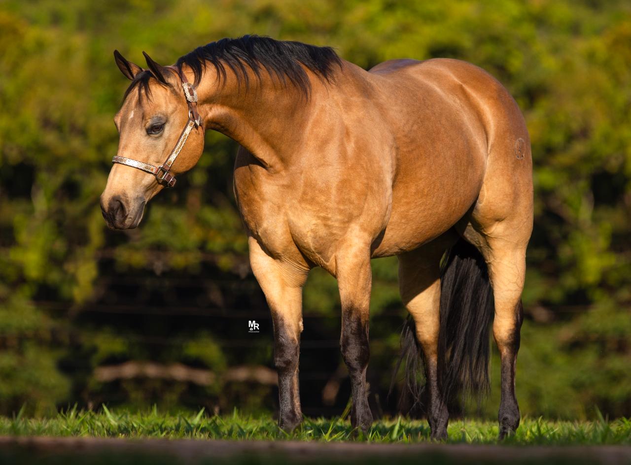 Égua goiana é premiada no Oscar do cavalo Quarto de Milha em fevereiro
