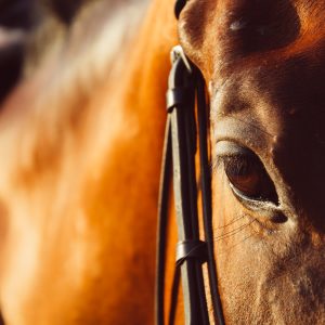 Estudo revela que cavalos conseguem detectar o medo humano pelo olfato