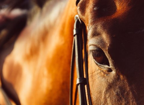 Estudo revela que cavalos conseguem detectar o medo humano pelo olfato