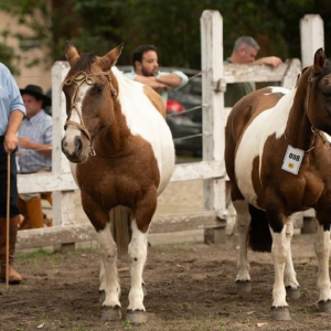 Jurado do Mancha Crioula já foi premiado na exposição