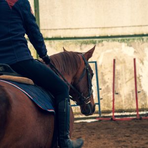 Por que alguns cavalos aprendem mais rápido que outros? Entenda o papel da cognição, do manejo e do método de treinamento