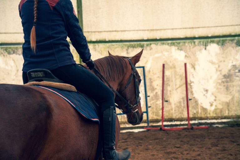 Por que alguns cavalos aprendem mais rápido que outros? Entenda o papel da cognição, do manejo e do método de treinamento