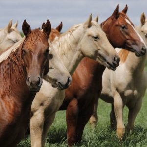 Prazo para comunicar coberturas do Quarto de Milha vai até 15 de fevereiro de 2026