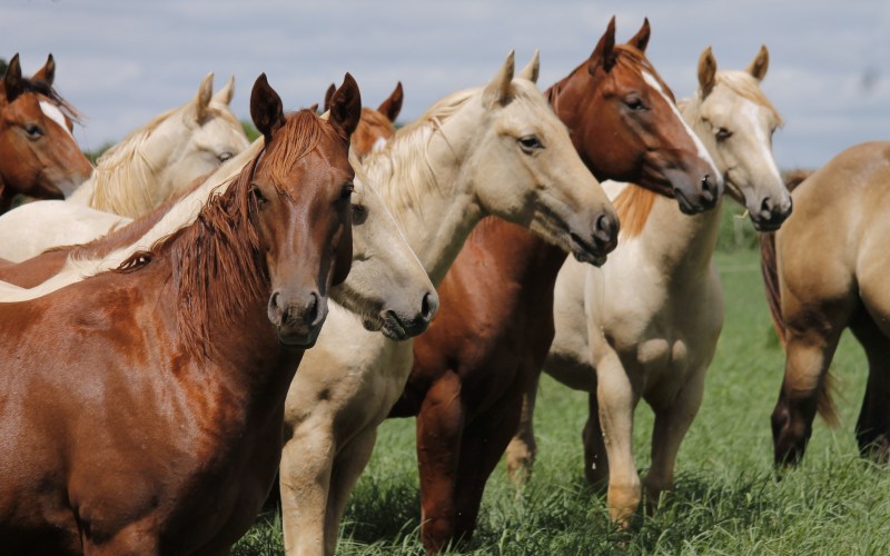 Prazo para comunicar coberturas do Quarto de Milha vai até 15 de fevereiro de 2026