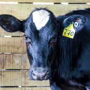 Primeira etapa da Campanha de Vacinação contra Brucelose teve início nesta quinta e vai até 30 de junho em todo o Estado de São Paulo