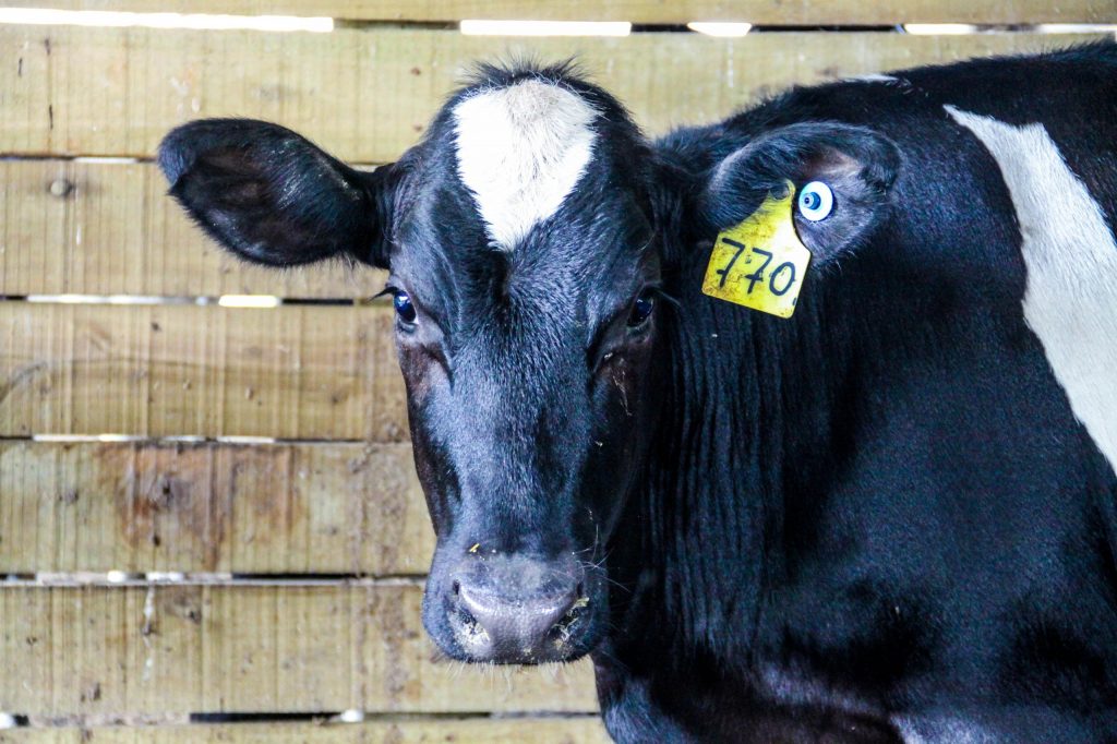 Primeira etapa da Campanha de Vacinação contra Brucelose teve início nesta quinta e vai até 30 de junho em todo o Estado de São Paulo