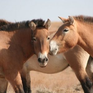 Espécie de cavalo selvagem volta a desafiar o deserto e surpreende cientistas