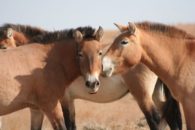Przewalski Espécie de cavalo selvagem volta a desafiar o deserto e surpreende cientistas