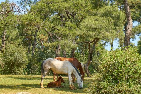 Sinais silenciosos de alerta em reprodutores: o que o cavalo mostra antes de ter queda na fertilidade