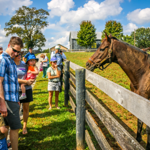 Turismo equestre: desbrave o Brasil a cavalo