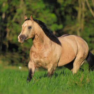 Wimpys Diamond Step genética funcional que consolida resultados no Laço