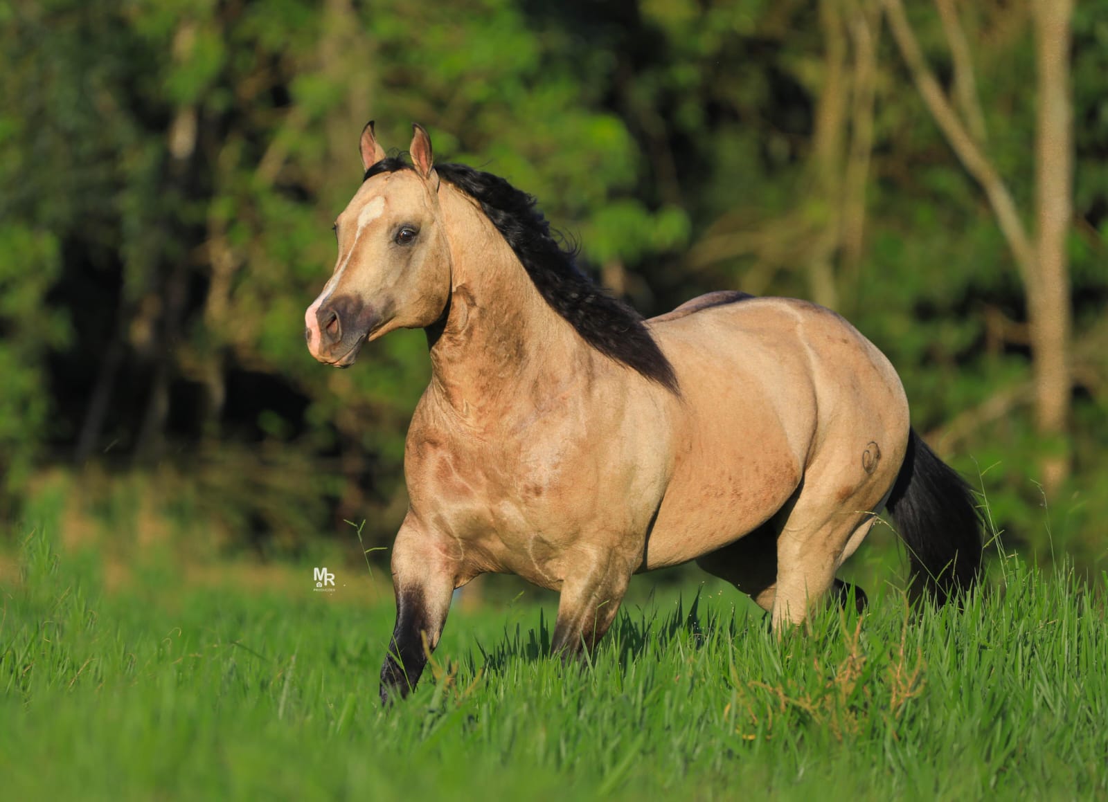 Wimpys Diamond Step genética funcional que consolida resultados no Laço