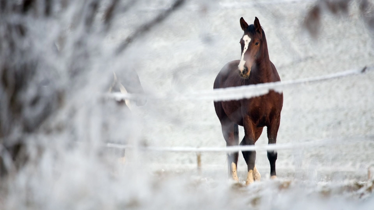 Como proteger os cavalos em situação de inverno extremo