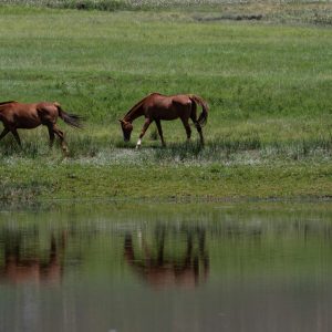 Como implementar diretrizes para práticas sustentáveis em propriedades rurais