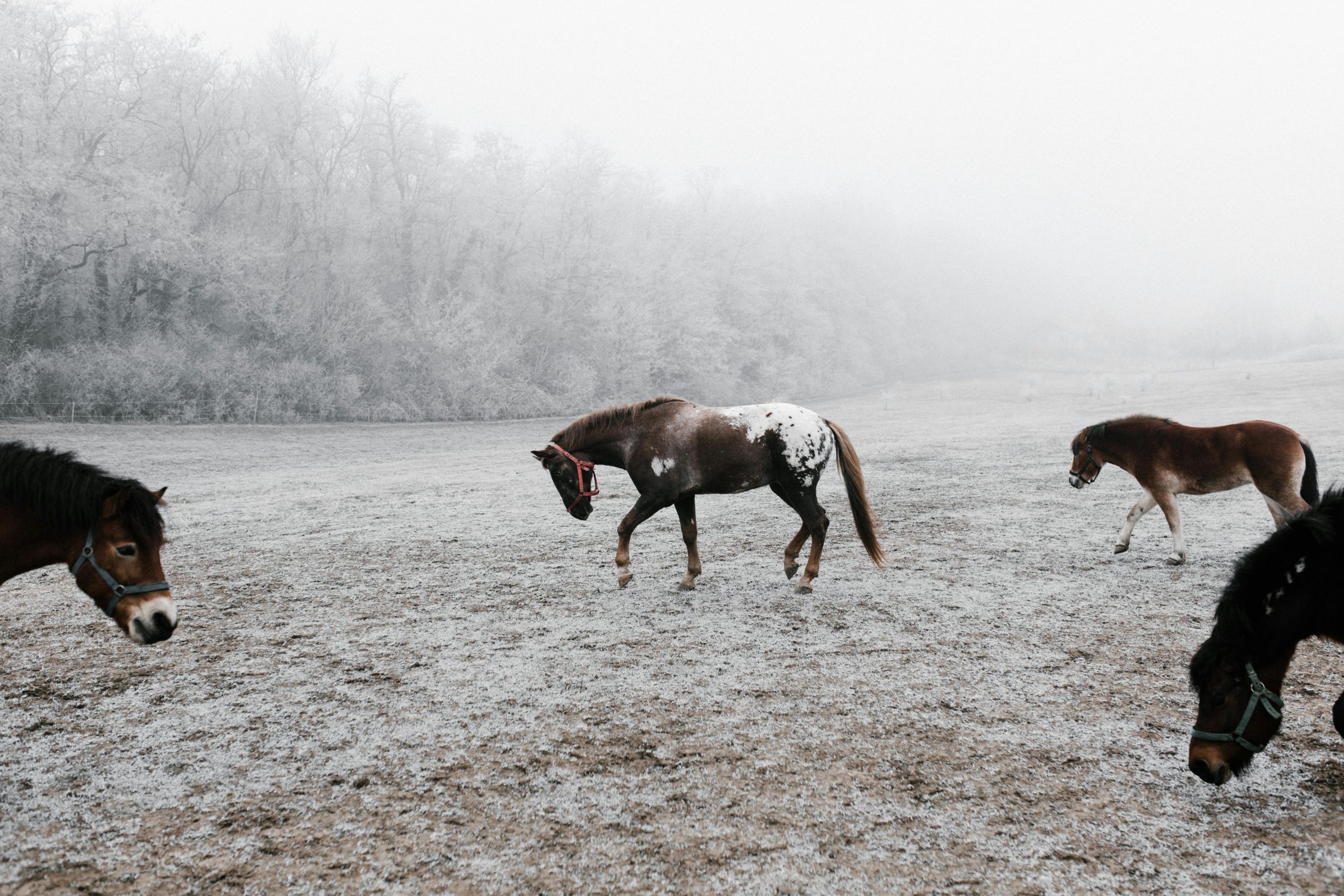 Como proteger os cavalos em situação de inverno extremo