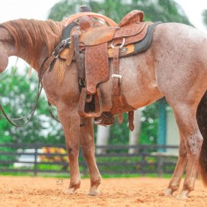 1º Leilão Padovan e Penedo estreia nesta terça-feira com oferta especial para o Team Roping
