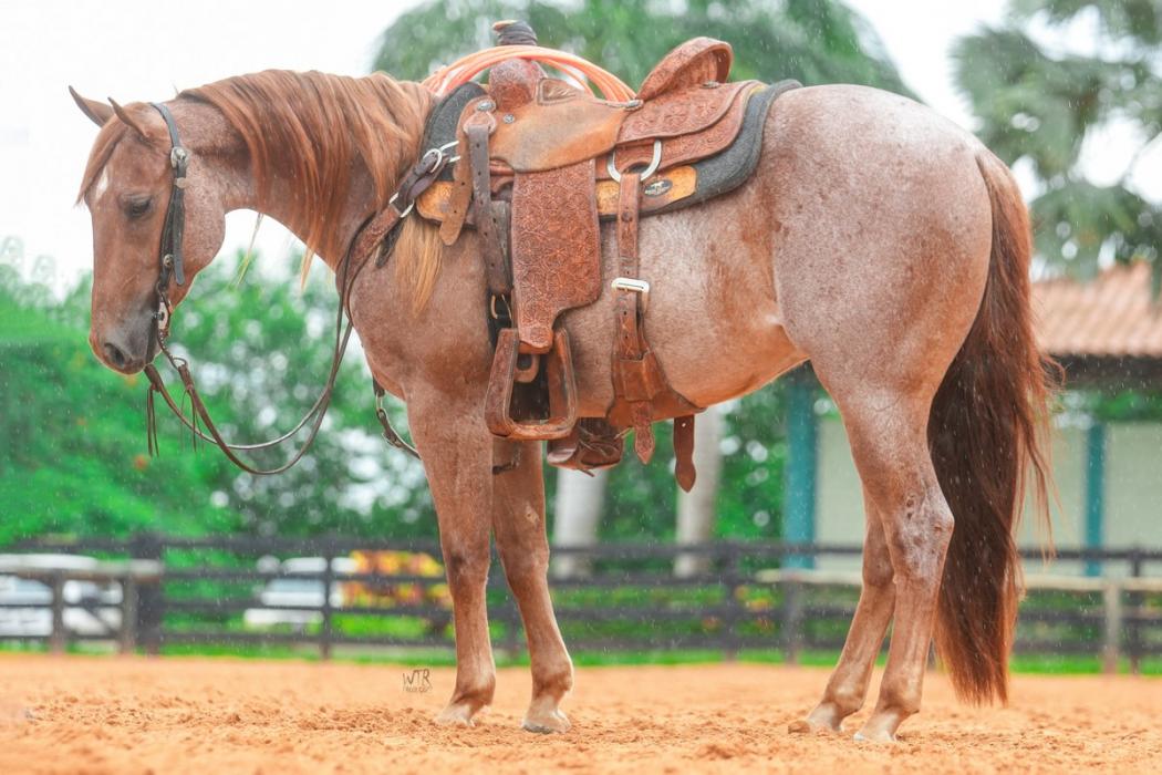 1º Leilão Padovan e Penedo estreia nesta terça-feira com oferta especial para o Team Roping