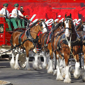 Clydesdales retornam ao protagonismo e antecipam novo capítulo da Budweiser