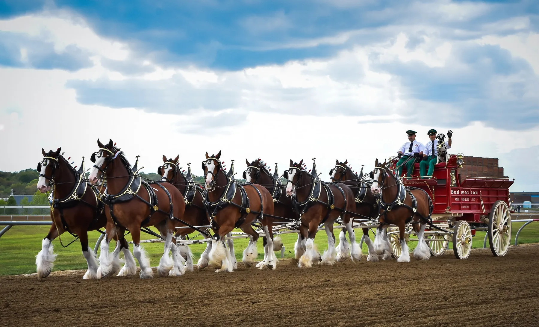 Clydesdales retornam ao protagonismo e antecipam novo capítulo da Budweiser