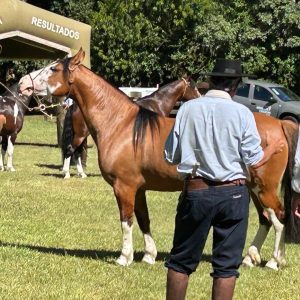 Égua de criatório catarinense de Itajaí repete feito e é bicampeã do Mancha Crioula