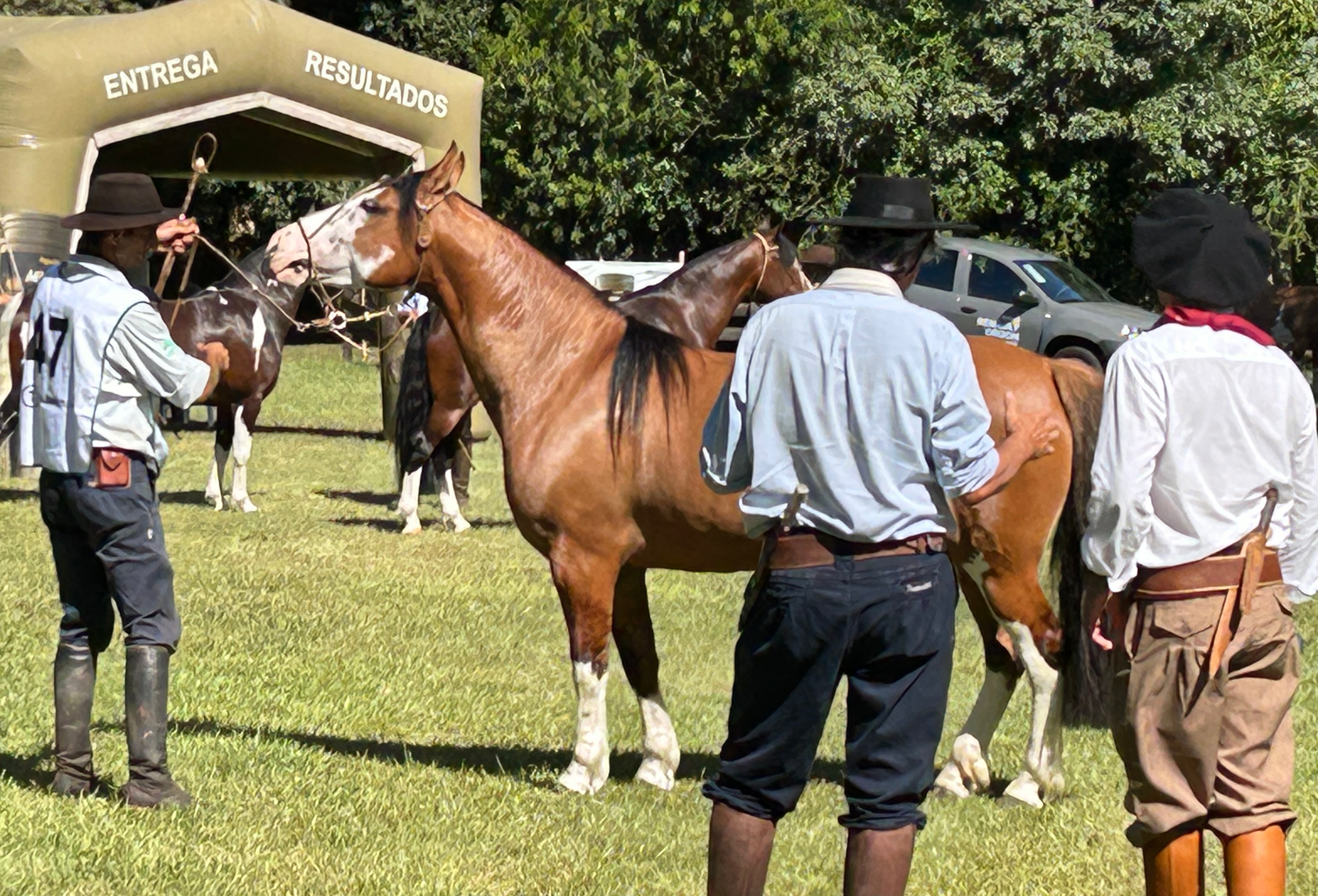 Égua de criatório catarinense de Itajaí repete feito e é bicampeã do Mancha Crioula