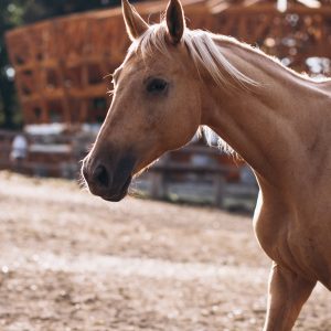 Estudo revela que cavalos “cantam” e assobiam ao mesmo tempo ao relinchar