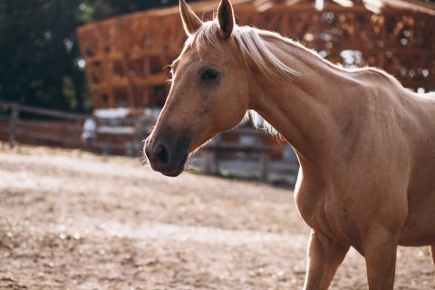 Estudo revela que cavalos “cantam” e assobiam ao mesmo tempo ao relinchar