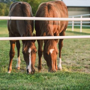 Farmácia da Pecuária: quando estrutura e prevenção fazem a diferença no campo
